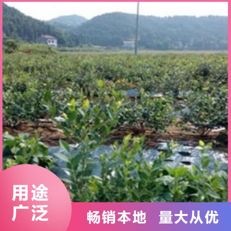 北村藍(lán)莓樹苗出售