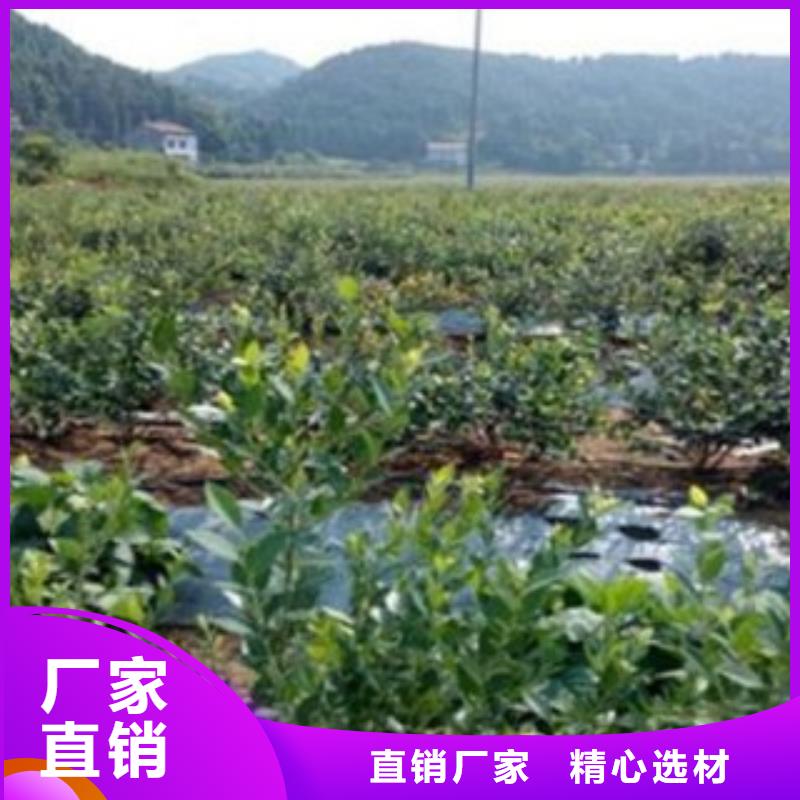 半高叢藍莓樹苗基地