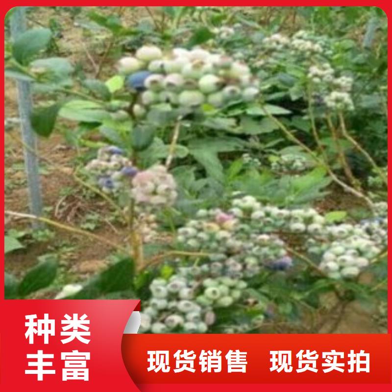藍塔藍莓樹苗基地圖片