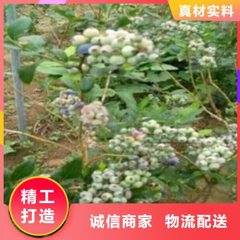 考林蓝莓树苗几年结果