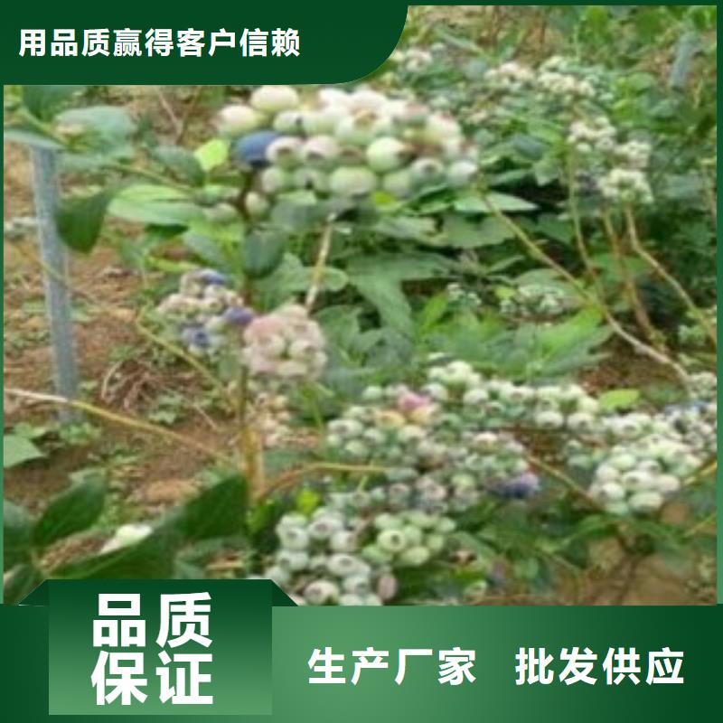 圣云藍莓樹苗品種