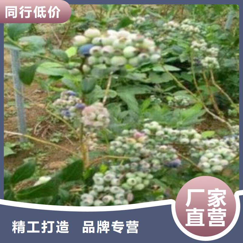 蓝莓苗花椒苗质量不佳尽管来找我