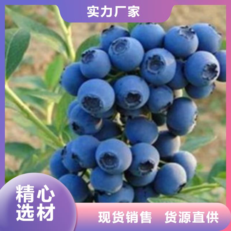 【蓝莓苗梨树苗长期供应】