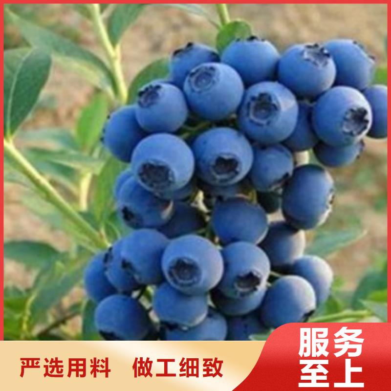 藍莓苗_核桃苗質量無憂