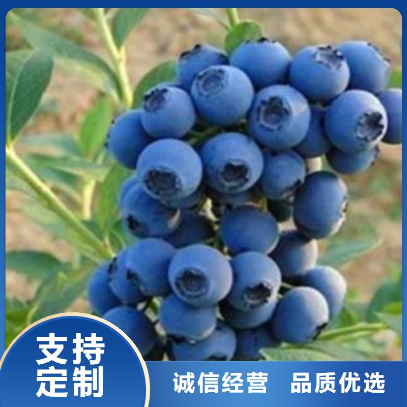 藍莓苗【桃樹苗】價格公道合理