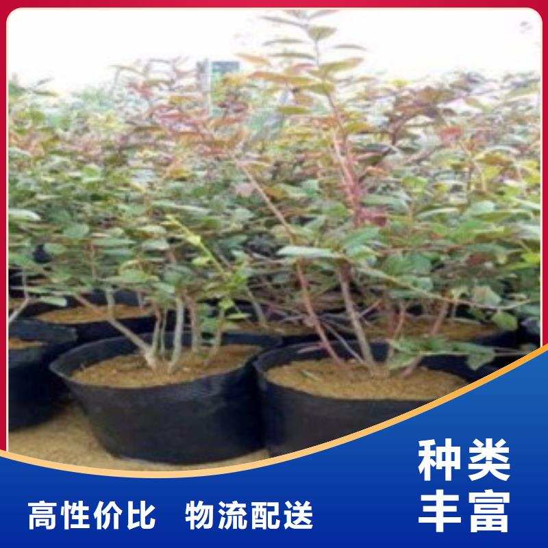 梯芙藍(lán)藍(lán)莓樹苗批發(fā)基地