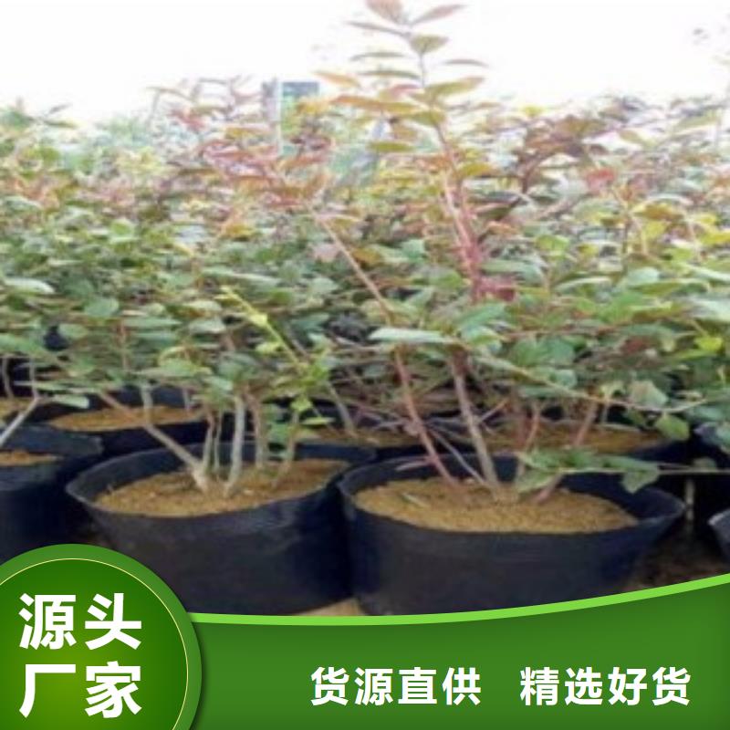 藍(lán)莓苗,花椒苗老客戶鐘愛
