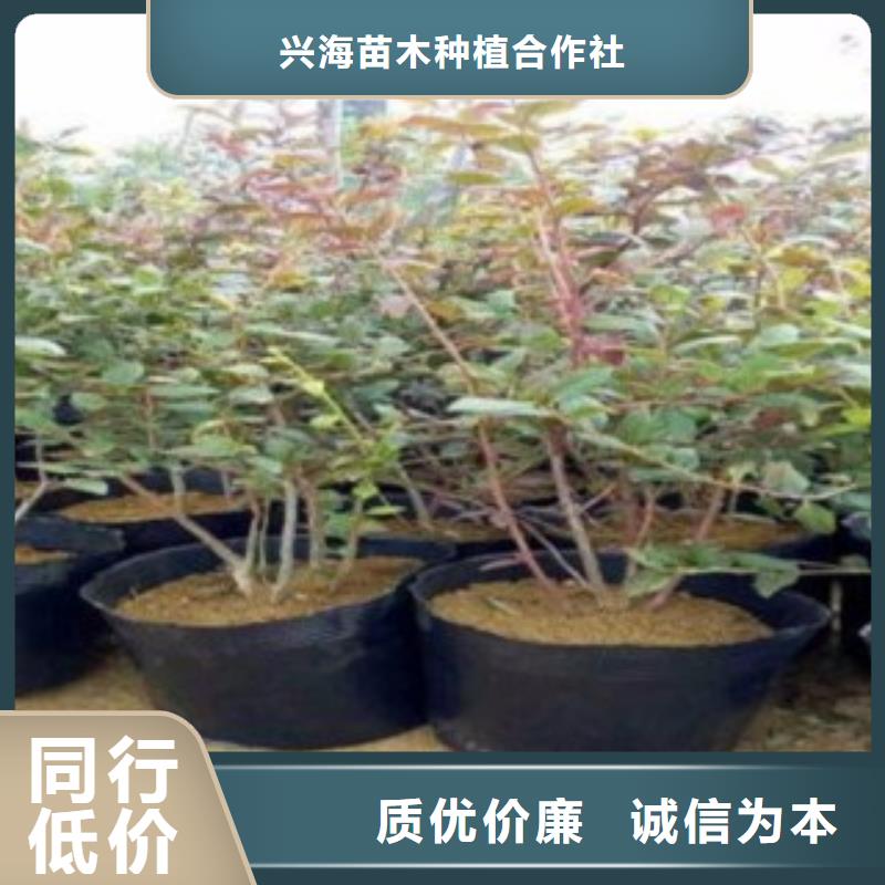 藍莓苗梨樹苗信譽有保證