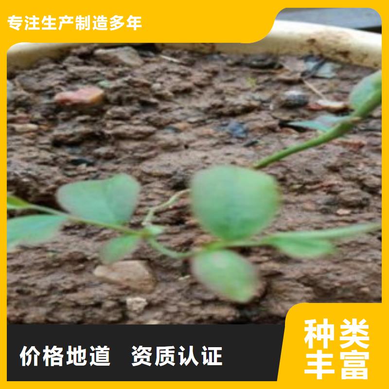 布萊登藍莓樹苗哪里有賣的