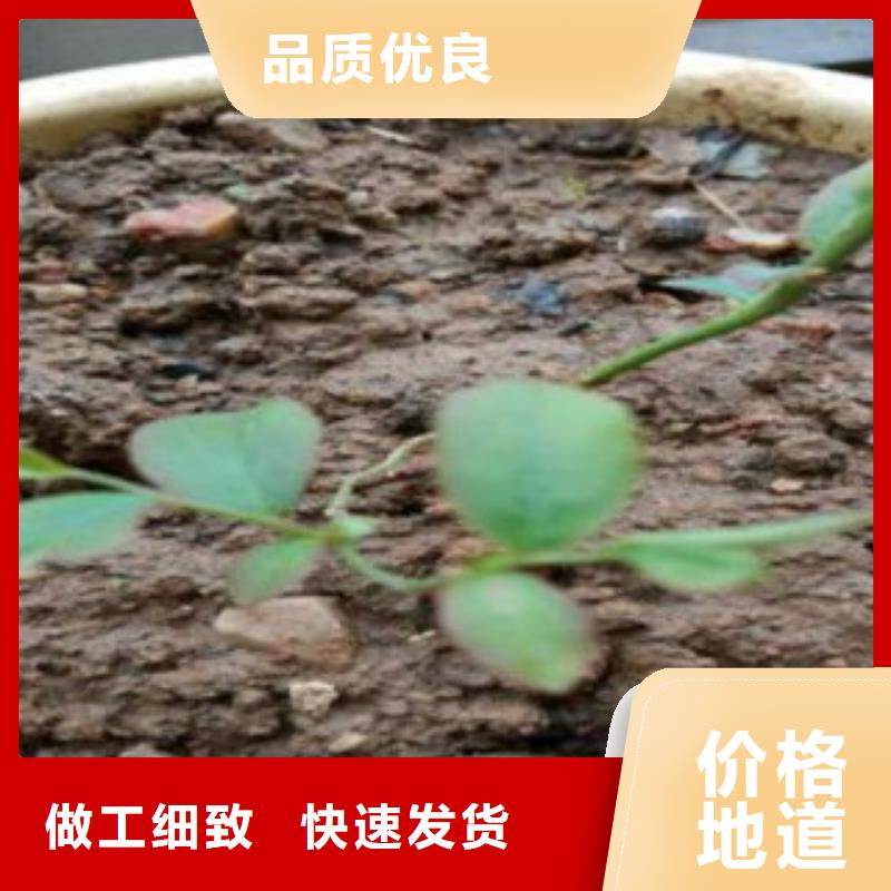 迪克西藍莓樹苗批發基地