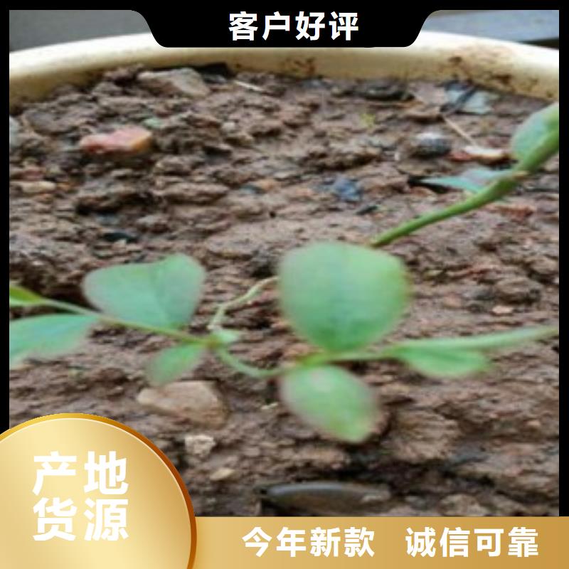 三年生藍莓樹苗種植時間
