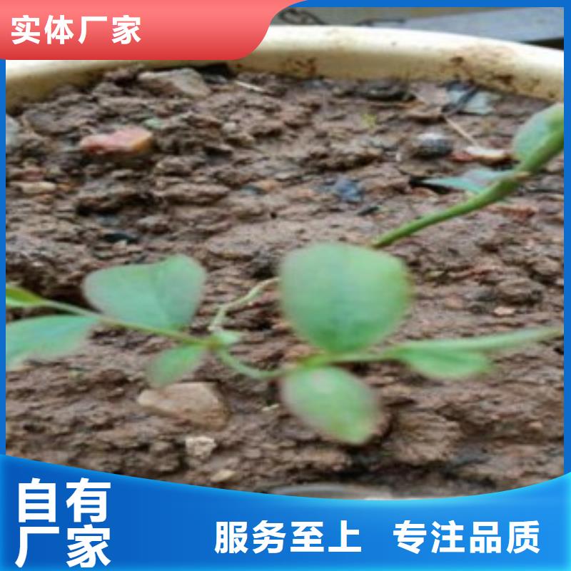 花椒苗视频-花椒苗(兴海)覆盖地域安徽省巢湖市安庆|宣城|宿州|合肥|芜湖|六安