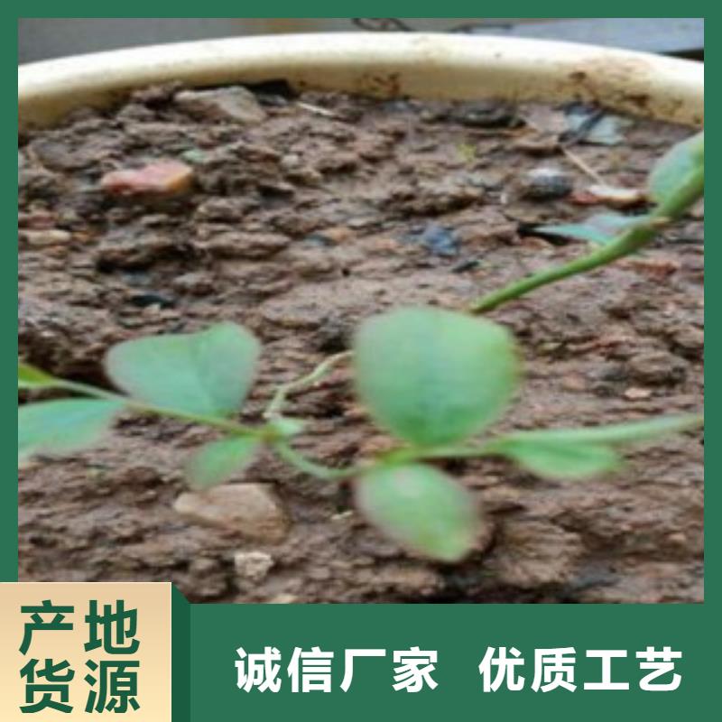 圣云藍莓樹苗品種