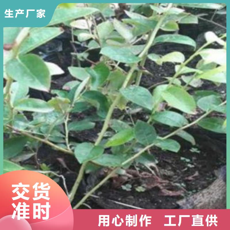 考林蓝莓树苗几年结果