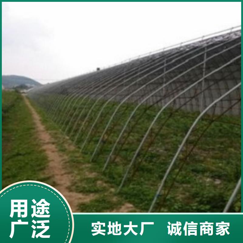 蓝莓苗花椒苗质量不佳尽管来找我