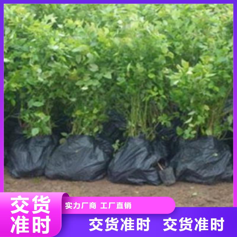 花椒苗视频-辽宁省营口市|鲅鱼圈|大石桥|大连|鞍山|抚顺|辽阳|葫芦岛花椒苗-兴海