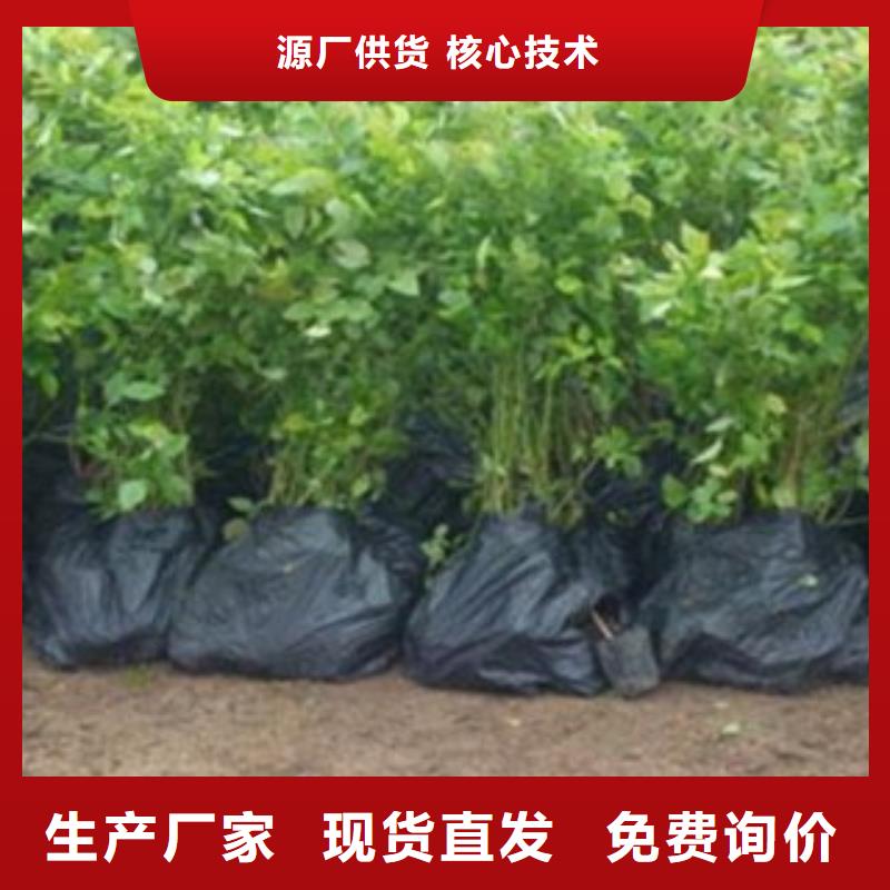 藍莓苗梨樹苗廠家直銷