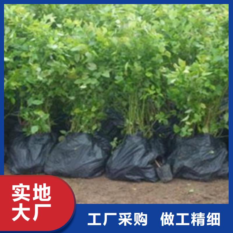 藍莓苗梨樹苗信譽有保證