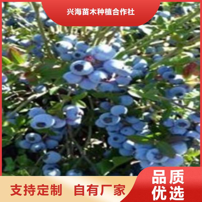 藍莓苗李子苗國標檢測放心購買