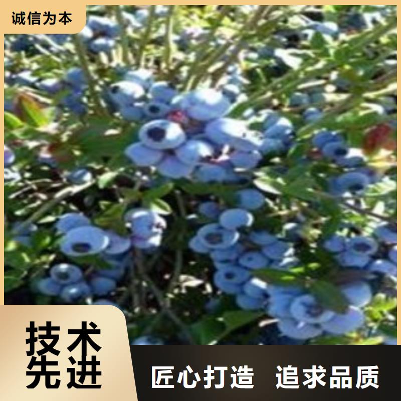 花椒苗视频-花椒苗(兴海)覆盖地域安徽省巢湖市安庆|宣城|宿州|合肥|芜湖|六安