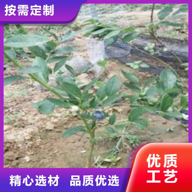 藍莓苗板栗苗好產品放心購