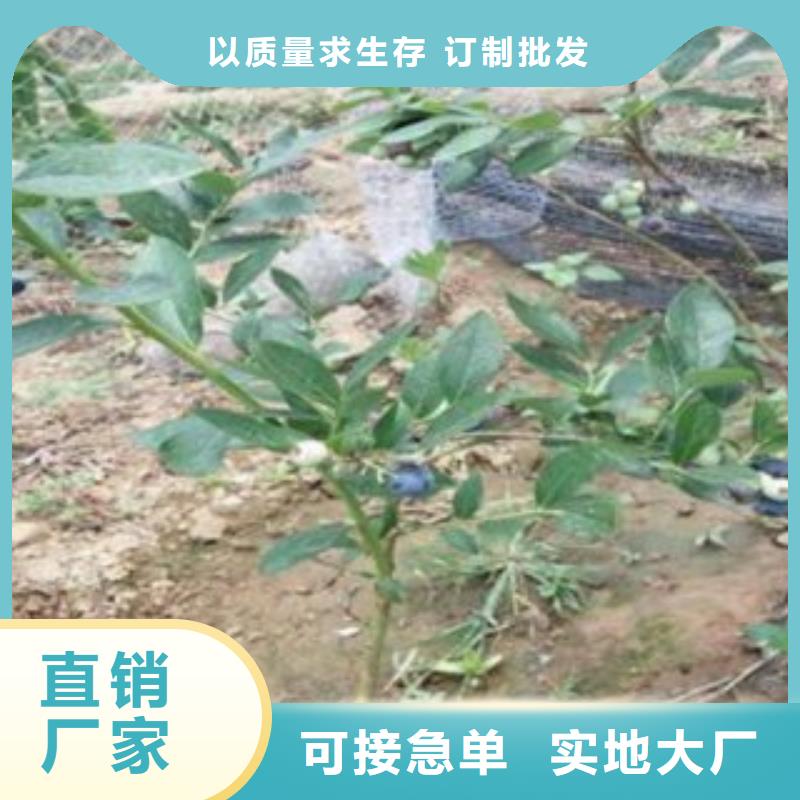 伯克利藍莓樹苗專業合作社