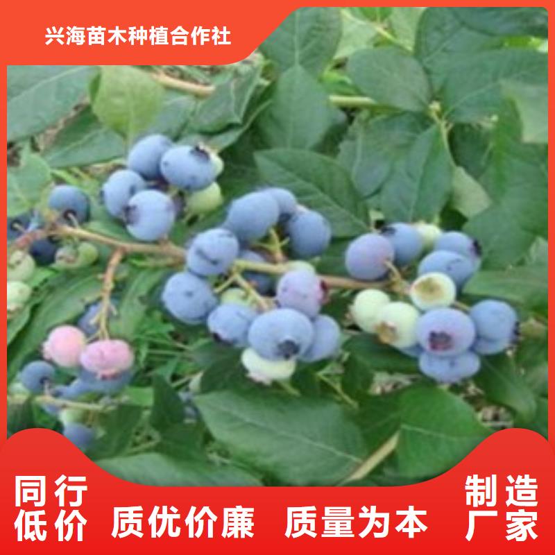 花椒苗视频-广西省南宁市兴海花椒苗可服务区域良庆|邕宁|崇左|玉林|梧州|防城港|贵港|柳州|河池等