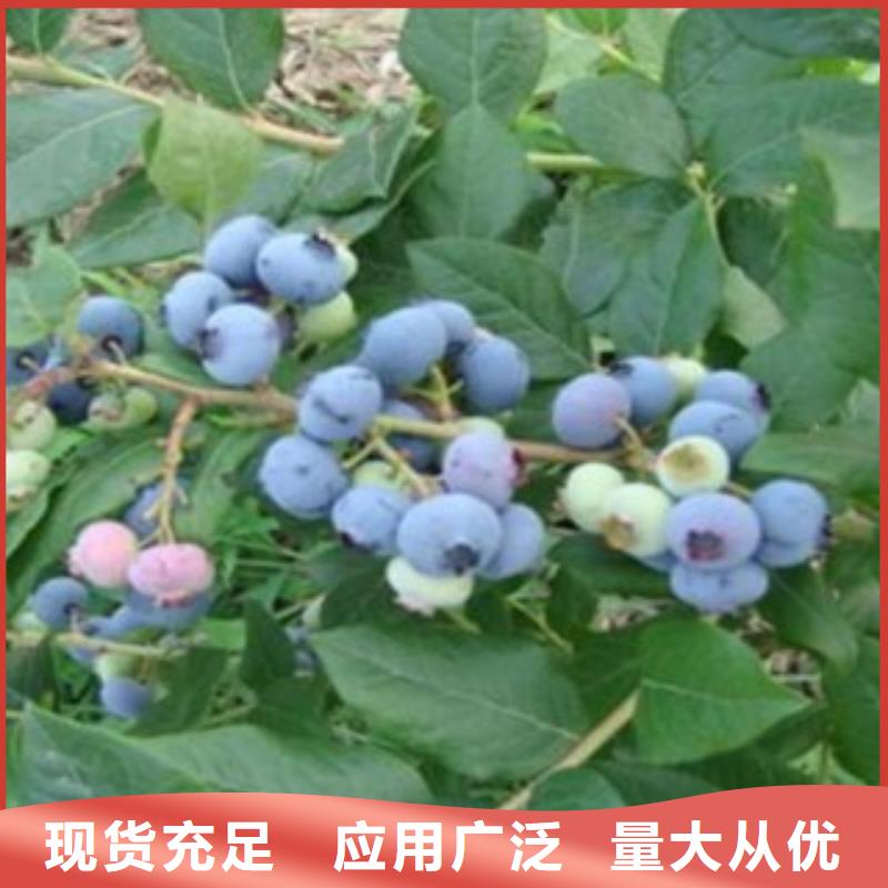 花椒苗视频-花椒苗(兴海)覆盖地域安徽省巢湖市安庆|宣城|宿州|合肥|芜湖|六安