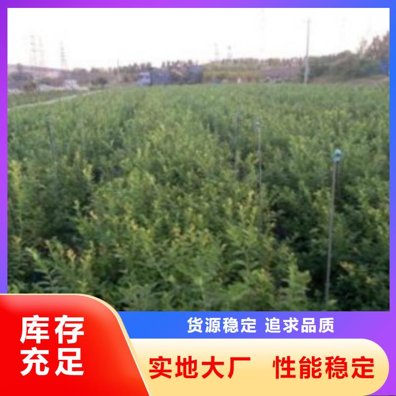 伊麗莎白藍莓樹苗多少錢一株