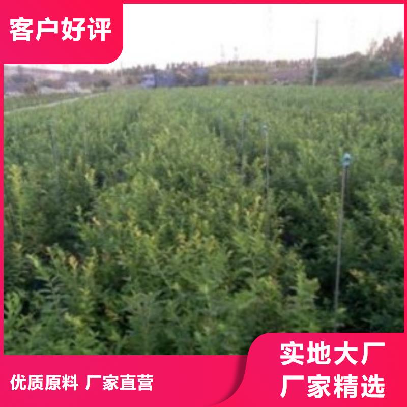 花椒苗视频-广西省南宁市兴海花椒苗可服务区域良庆|邕宁|崇左|玉林|梧州|防城港|贵港|柳州|河池等