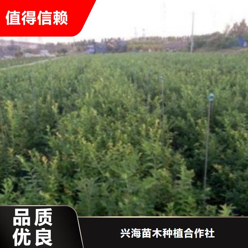 蓝莓苗【苹果苗】用好材做好产品