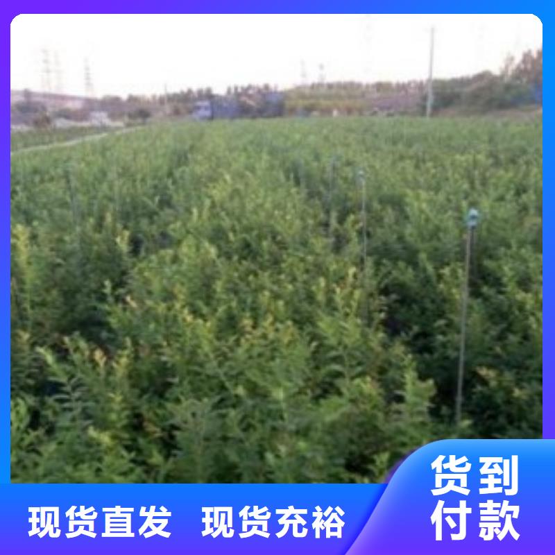 愛國者藍(lán)莓樹苗畝產(chǎn)多少