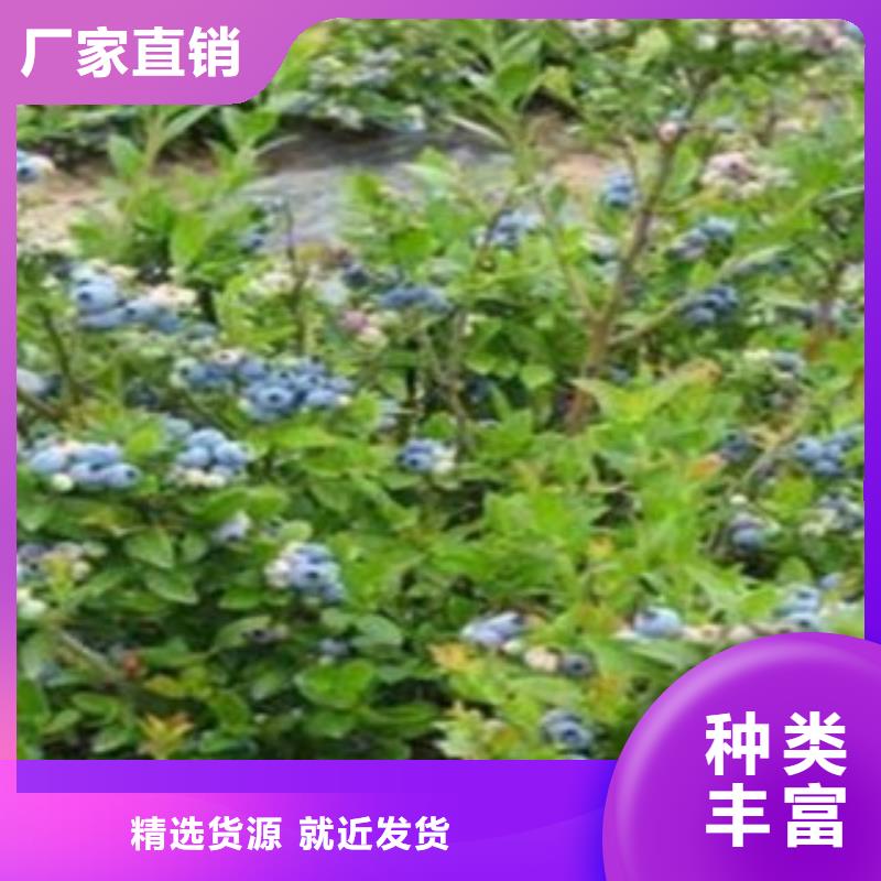 花椒苗视频-花椒苗(兴海)覆盖地域安徽省巢湖市安庆|宣城|宿州|合肥|芜湖|六安