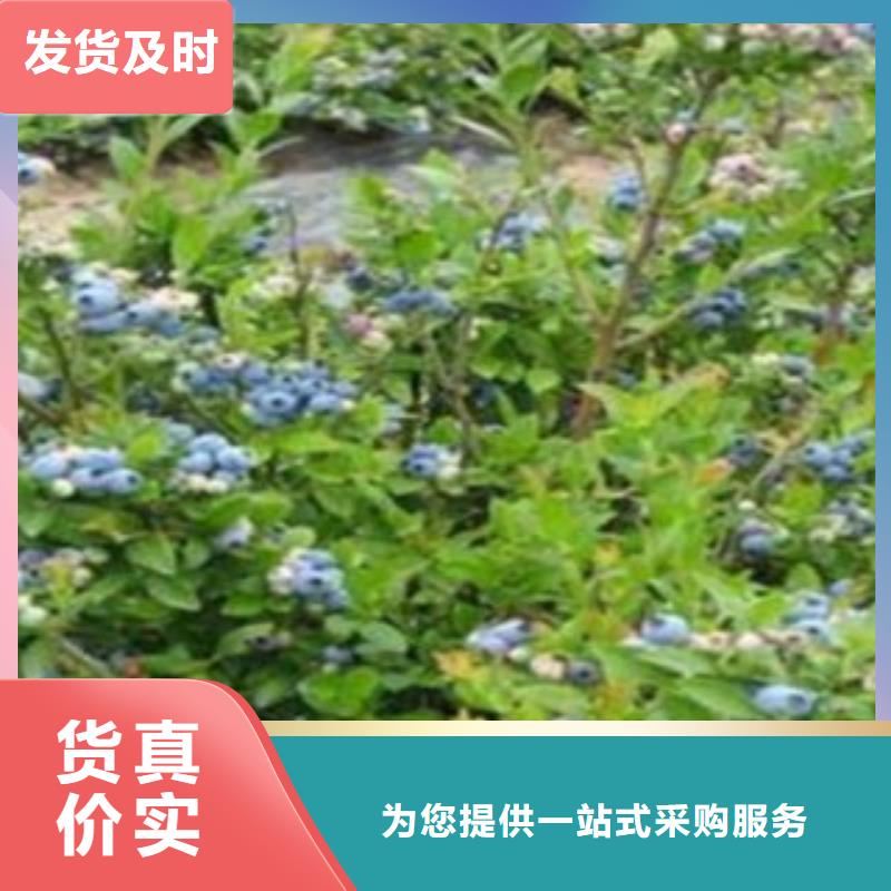 蓝莓苗【梨树苗】全新升级品质保障