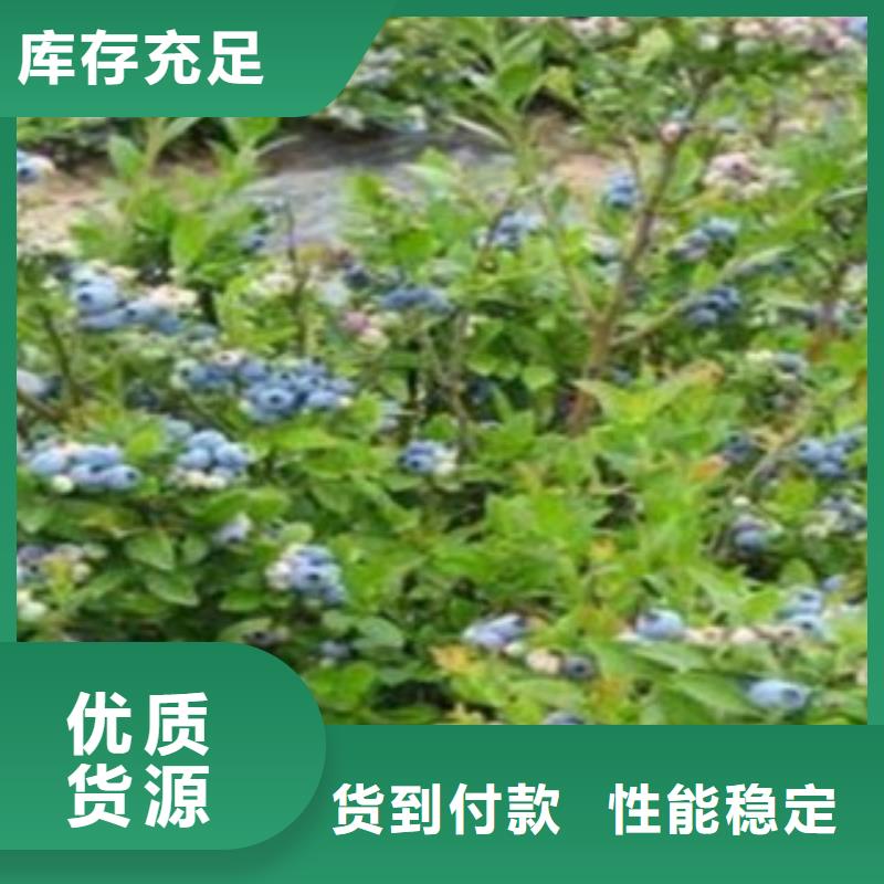 花椒苗视频-广西省南宁市兴海花椒苗可服务区域良庆|邕宁|崇左|玉林|梧州|防城港|贵港|柳州|河池等