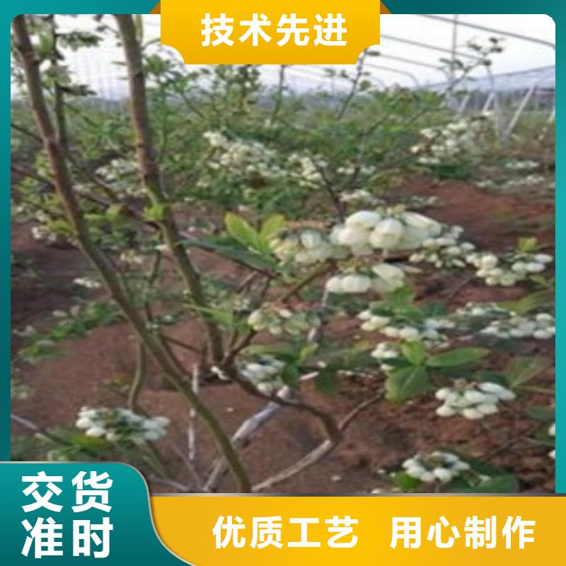 晚藍藍莓樹苗種植技術