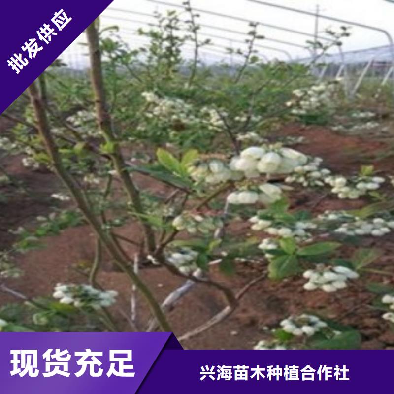 藍莓苗_核桃苗質量無憂