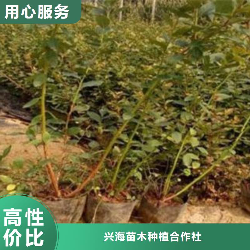 藍莓苗【核桃苗】貨源直銷
