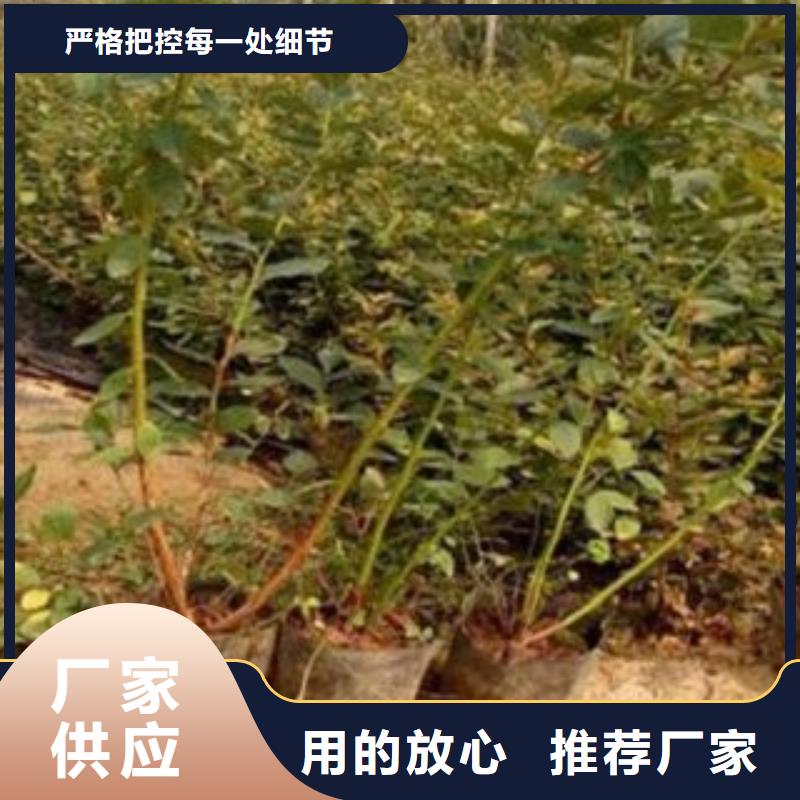 花椒苗视频-广西省南宁市兴海花椒苗可服务区域良庆|邕宁|崇左|玉林|梧州|防城港|贵港|柳州|河池等