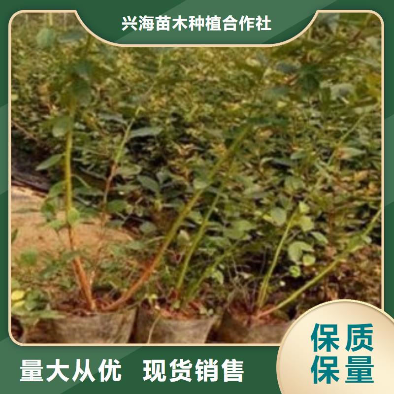 三年生藍莓樹苗種植時間