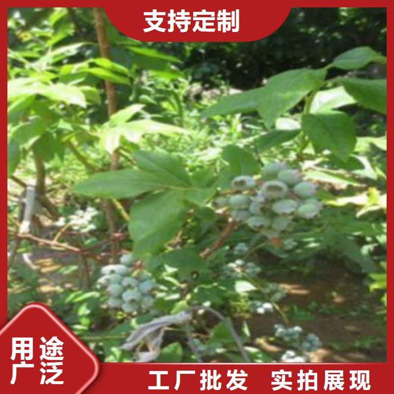 花椒苗视频-广西省南宁市兴海花椒苗可服务区域良庆|邕宁|崇左|玉林|梧州|防城港|贵港|柳州|河池等