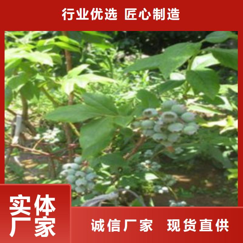艾克塔藍(lán)莓樹(shù)苗品種大全