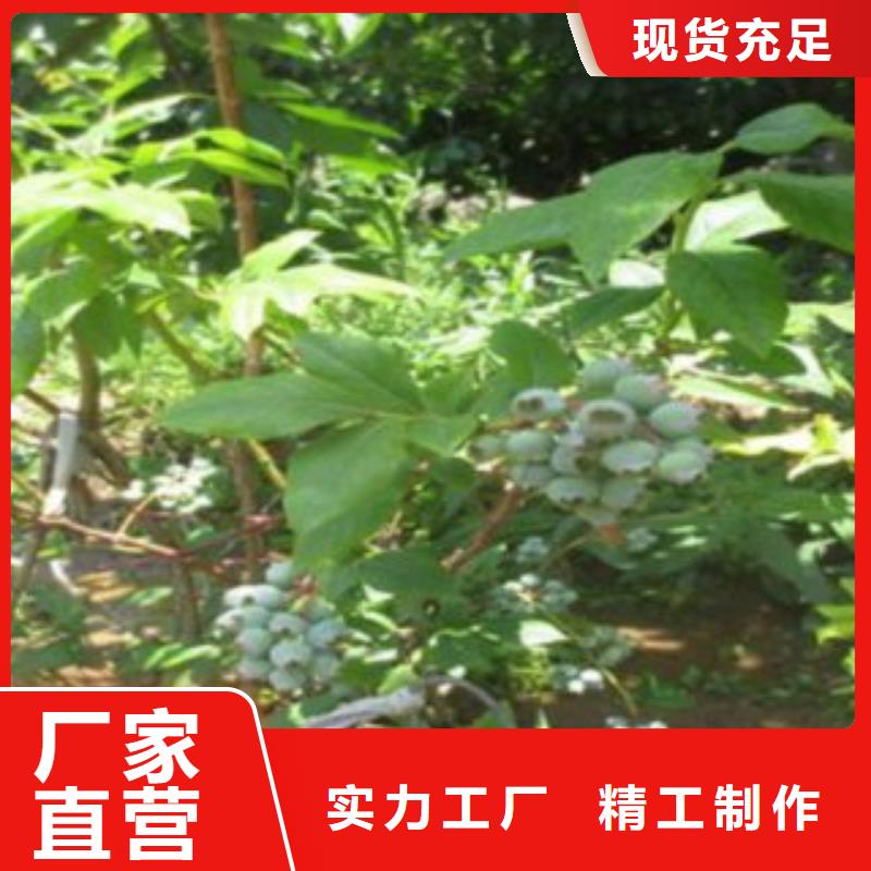 蓝莓苗用心提升细节