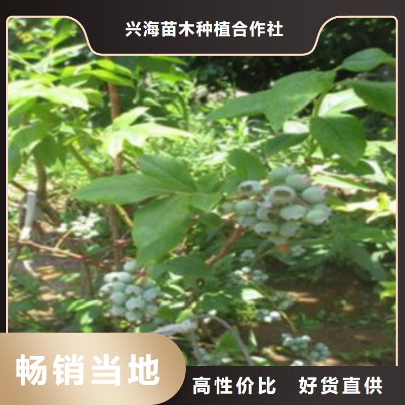 巨人藍莓樹苗品種介紹