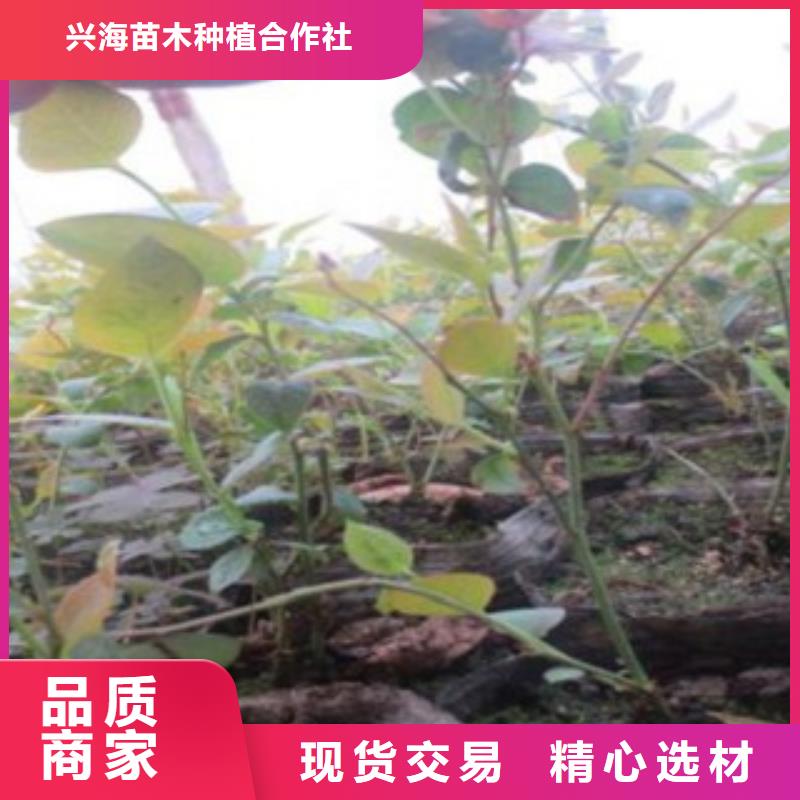 南部高叢藍莓樹苗哪里的品種純
