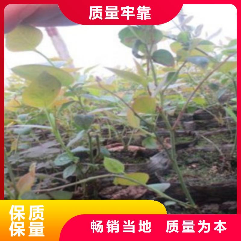 蓝莓苗【苹果苗】用好材做好产品