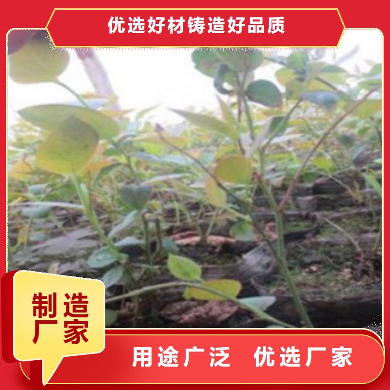 2年生藍莓樹苗出售