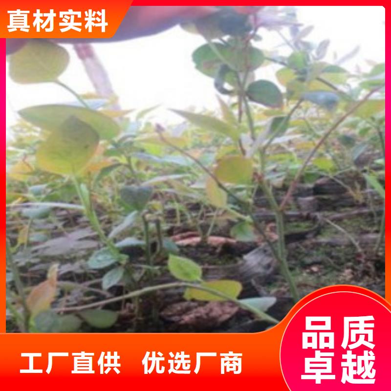 鄉鈴藍莓樹苗生產基地