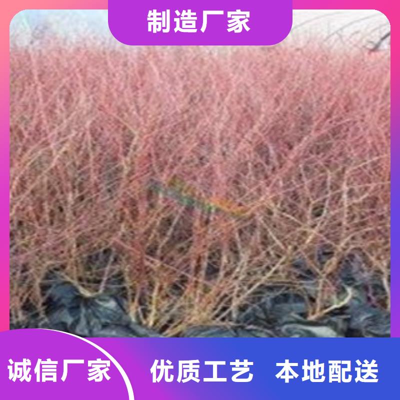 奧斯汀藍莓樹苗種植技術
