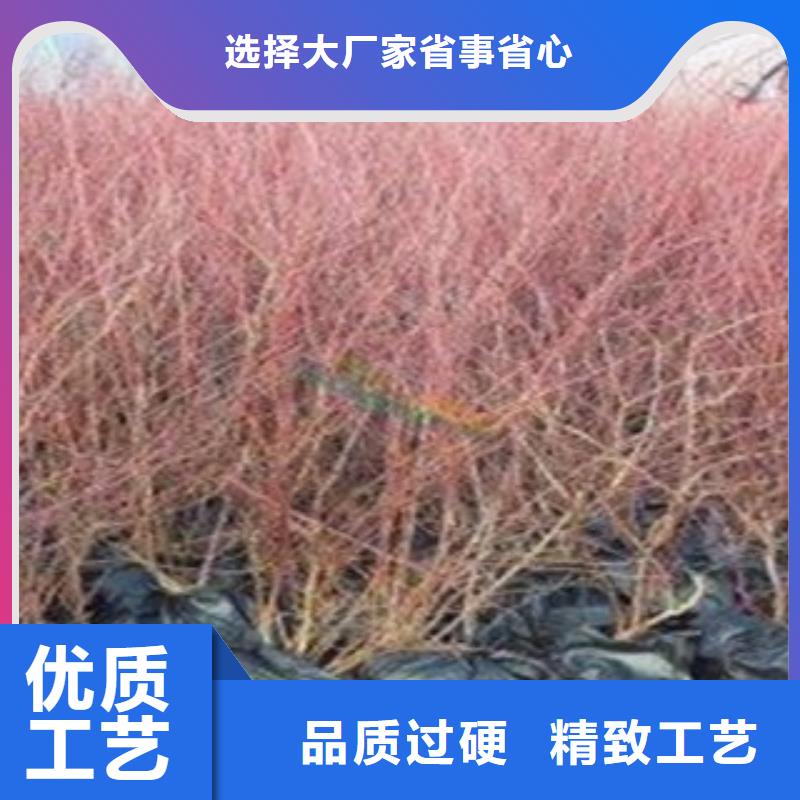 【蓝莓苗梨树苗长期供应】